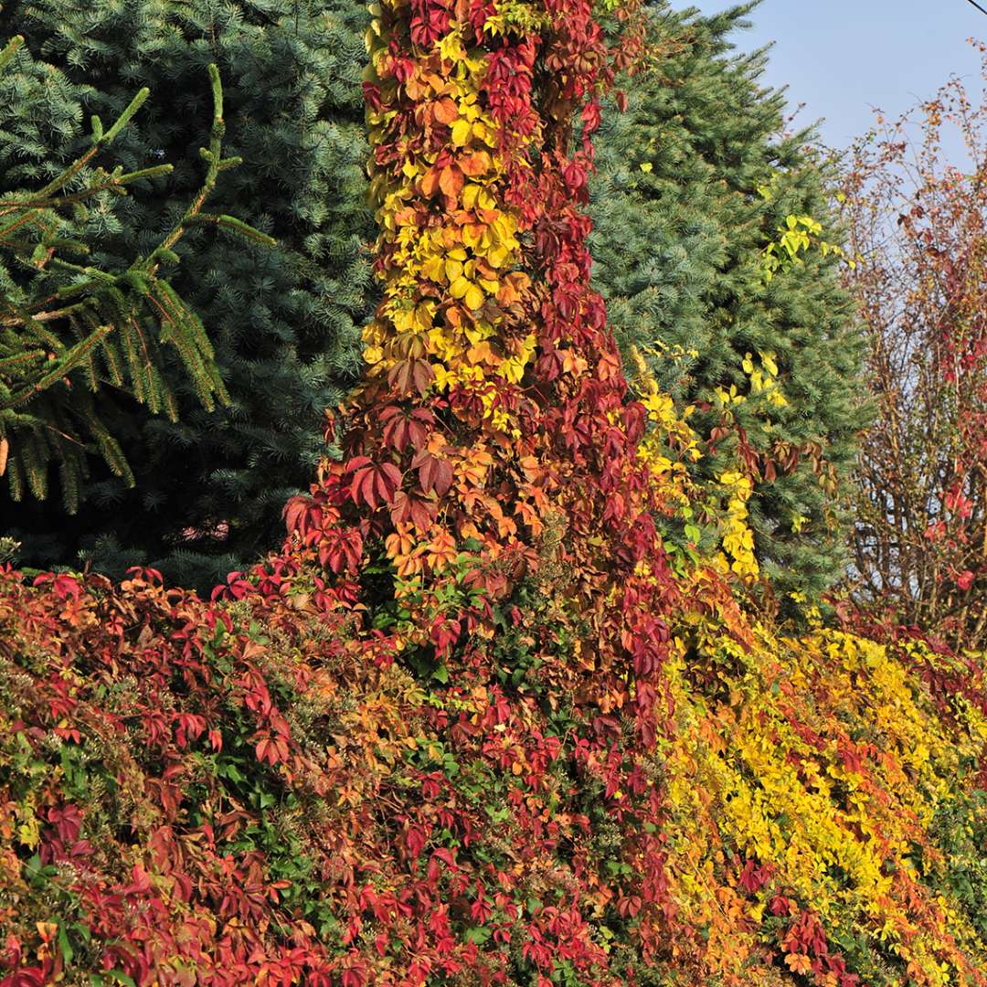 Yellow Wall Parthenocissus climbing on fence and pole with Red Wall Parthenocissus